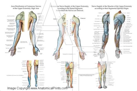 Nerve Innervation Of The Upper Extremities 24 X 36 Clinical Charts