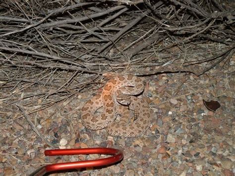Hopi Rattlesnake Phoenix Zoo Arizona Trail · Inaturalist