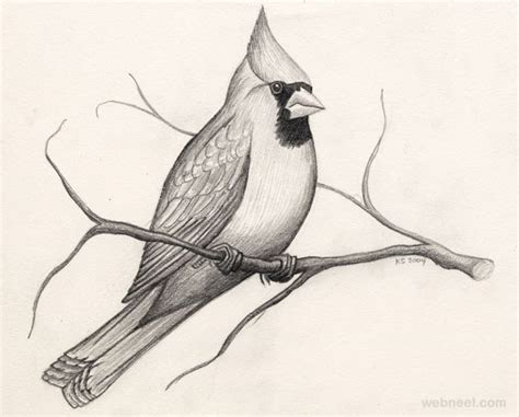 Humming bird drawing hummingbird drawing simple trustbanksuriname com. 30 Beautiful Bird Drawings and Art works for your inspiration
