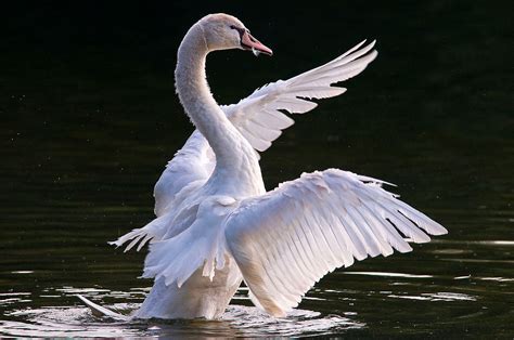 The Beauty Of A Swan Is Amazing See Stunning Swans Here