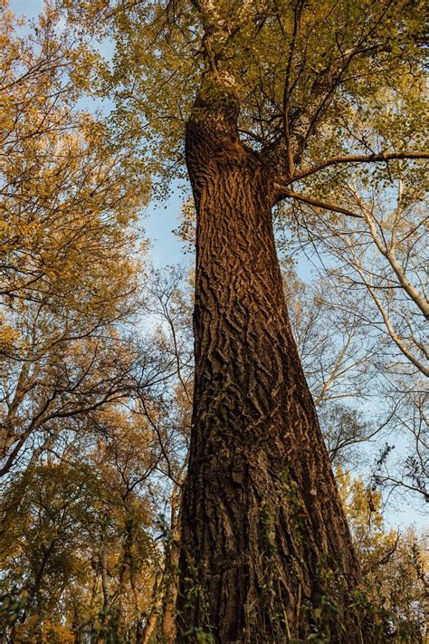 Darmowy Obraz Wysoki Drzewo Kora Drzewa Drewno Liść Lasu Natura
