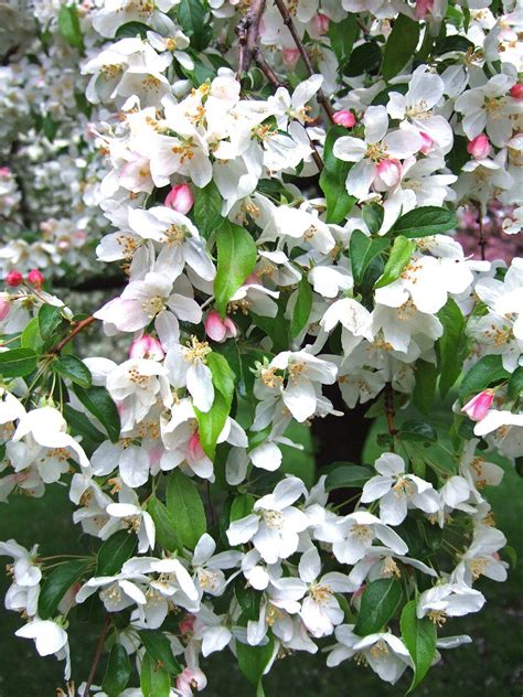 Flowering Crabapple Tree Care / Flowering Crabapple Malus ...