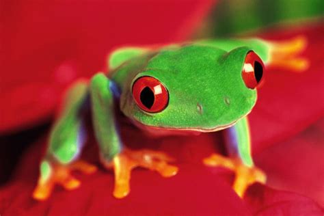 Funny Frog Wallpaper ·① Wallpapertag