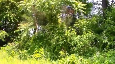 Tree Of Heaven Ailanthus Altissima Sumac Invasive Species Youtube