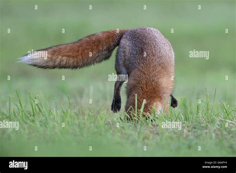 Red Fox Vulpes Vulpes Pouncing On Prey Vosges France September