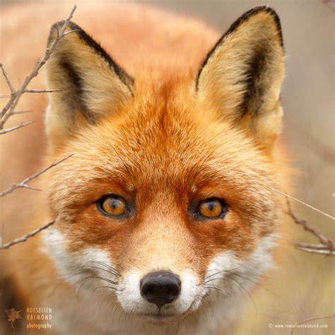 Faces Of Foxes Unique Photo Portraits Of Fox Personalities