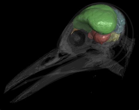 Bird Brains Predate Birds Themselves Flight Ready Brain Was Present