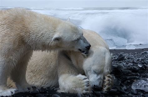 Polar Bear Population