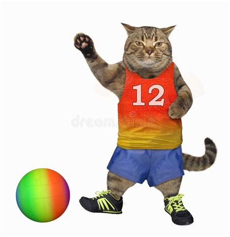 Cat With Soccer Ball Stock Vector Illustration Of Funny 31274855
