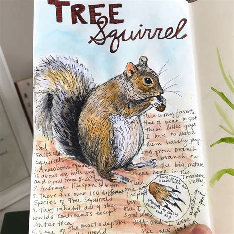 How To Start A Nature Journal A Beginners Guide