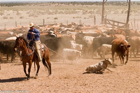 Spring Roundup On Arizona Cattle Ranch Jack Kurtz Photojournalist