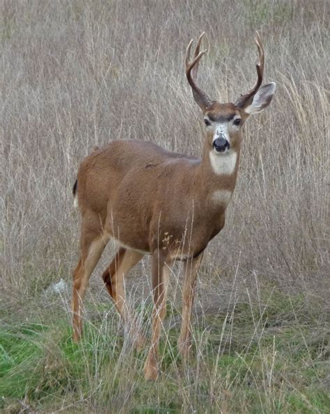 Blacktail Deer Maple Valley Washington Photo By Thad Jackson