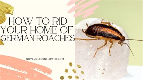 Ridding Your Home Of German Roaches November Sunflower