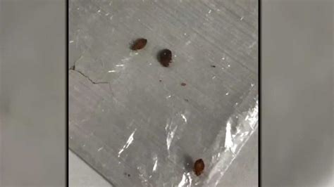 Bed Bug Scabies Infestation Allegations Arise At Elk City Nursing Home