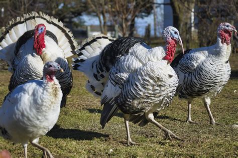 More Gobble New York Small Turkey Farming Industry Grew 125 Percent