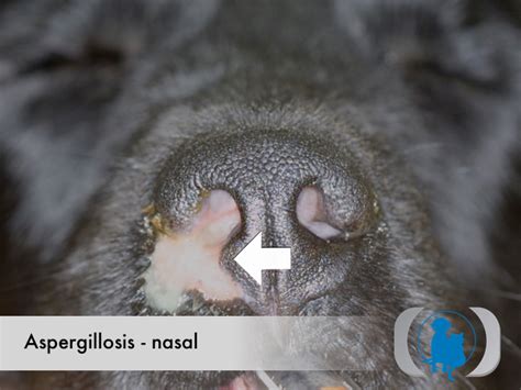 Aspergillosis Nasal Advanced Veterinary Medical Imaging