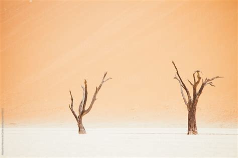 Two Lonely Dry Trees In Front Of A Sand Dune On The Desert Deadvlei