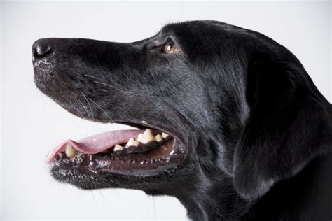 Is Your Dog Drooling Too Much Vets Explain When You Should Be Concerned