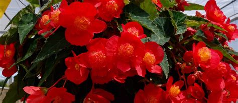 Stunning Begonias In Southern Trials Greenhouse Product News