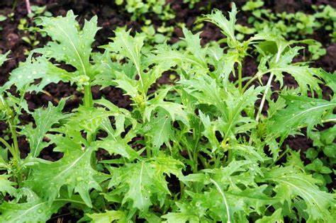 Arugula Rocket Salad Rucola Growing In Vegetable Garden Stock Image
