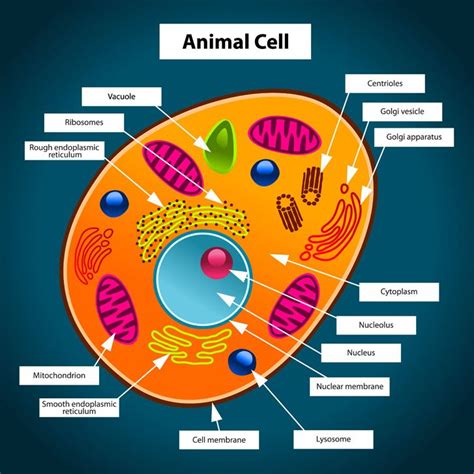 Animal Cell Parts Labeled Animal Cell For Kids Label The Parts And