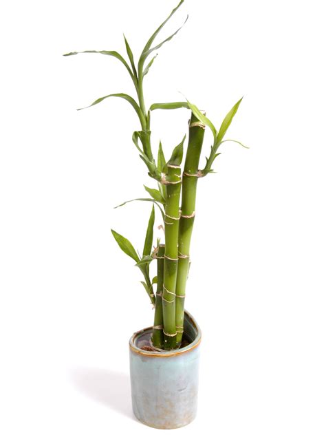 100% satisfaction guarantee on all of our fresh flowers. 5 Indoor Plants That Will Survive All Year Round ...