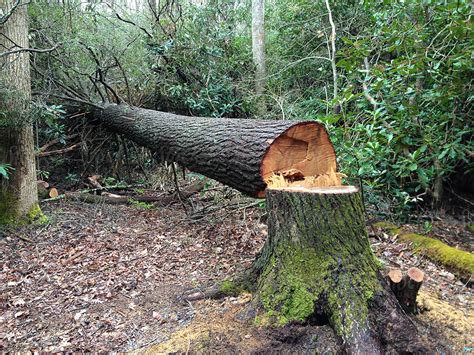 Fallen Tree That Was Cut Down With A Chainsaw By Stocksy Contributor