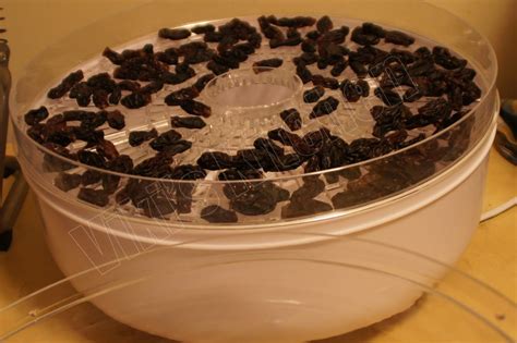 Raisins are just dehydrated grapes, so technically if you could hydrate them enough again you could potentially turn them back into grapes. Viki 's Kitchen: How to make raisin from grapes