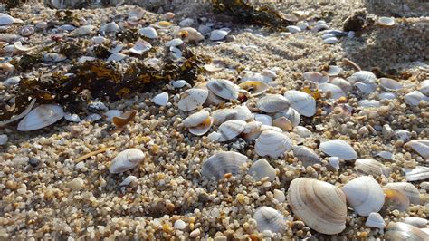 Clam Ocean Sand Free Photo On Pixabay Pixabay