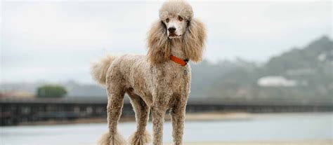 Kc registered standard poodle boy puppy that is apricot. Standard Poodle Puppies for Sale | Greenfield Puppies