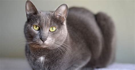 What Cat Breed Is Grey And White ~ Vatelinfua