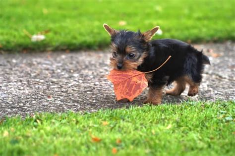 10 Tiny Facts About Yorkshire Terriers Mental Floss