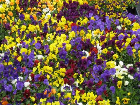 Welcome Spring With Vibrant Pansies