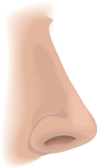 Body Parts Nose Stock Illustration Download Image Now Anatomy