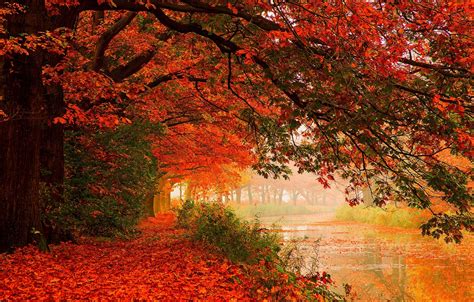 Wallpaper Autumn Forest Leaves Water Trees Nature River Hdr