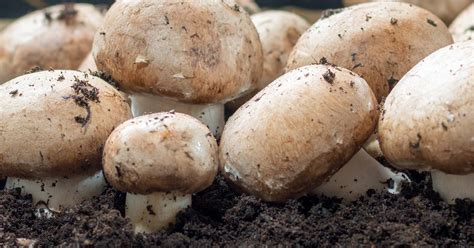 a guide to growing mushrooms love the garden
