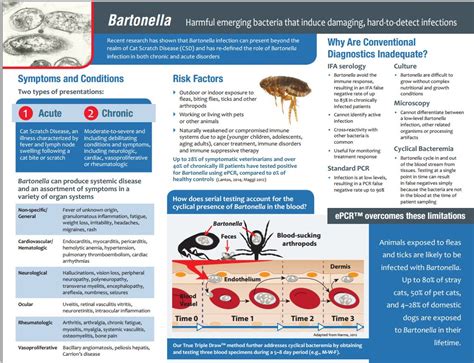 Learn More About Bartonella Infection