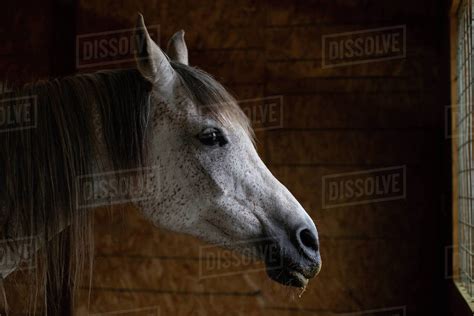 Horse Standing In Barn Looking Out Window Stock Photo Dissolve