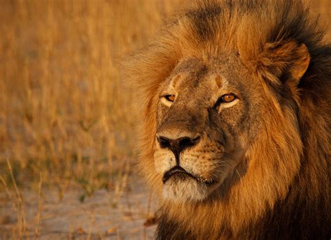 Rip Cecil 10 Photos Of One Of The Most Beautiful Lions