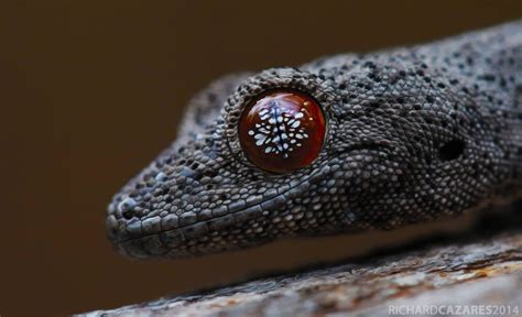 Gecko Eye What An Incredible Eye Of This Spiny Tailed Gecko These
