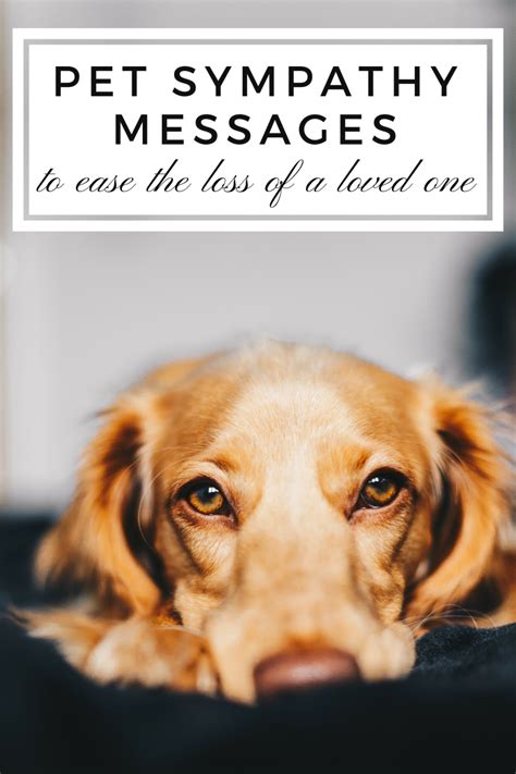 You want to offer comfort and support, but not say something that will further sadden the recipient. Sympathy Messages for the Loss of a Pet | PetHelpful
