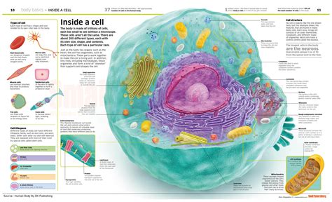 Infographic Inside A Cell