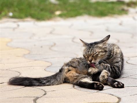 Why Do Cats Wag Their Tails While Lying Down Feline Paws