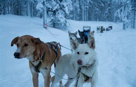 Unforgettable Winter Adventures In Swedish Lapland Luxe