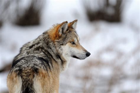 Mexican Gray Wolf Recovery Left To Politics Rather Than Science