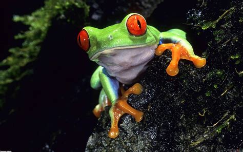 Cute Frog Desktop Wallpaper Wallpapersafari