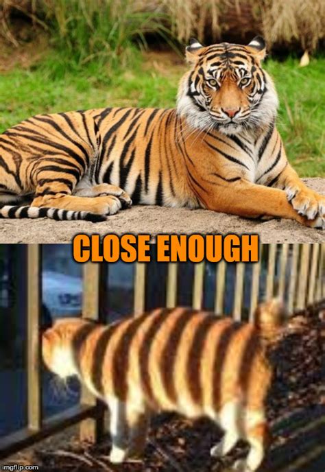 Close Enough Tiger Week 3 Jul 27 Aug 2 A Tigerlegend1046 Event