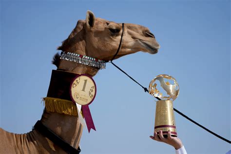 Camel Beauty Contest Among Qatar S World Cup Attractions