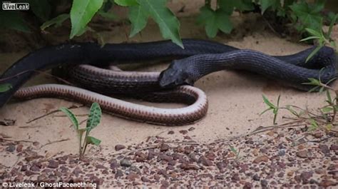 Horrifying Moment A Snake Regurgitates Another Live Snake Daily Mail