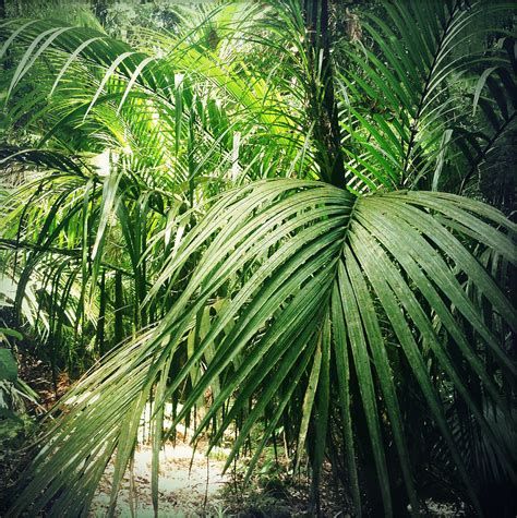 Jungle Foliage Photograph By Les Cunliffe